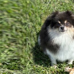 Meadow - Pomeranian