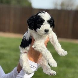 Winton - Black and white male Bernedoodle puppy in Yuba City, California from Ranch House Doodles