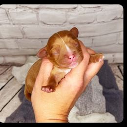 Girl 3 - Cavalier King Charles Spaniel puppy in Spokane, Washington from Treasured Cavaliers of the Pacific Northwest