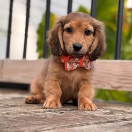 Whiskey - Red male Dachshund puppy in Duncanville, Alabama from Bear Creek