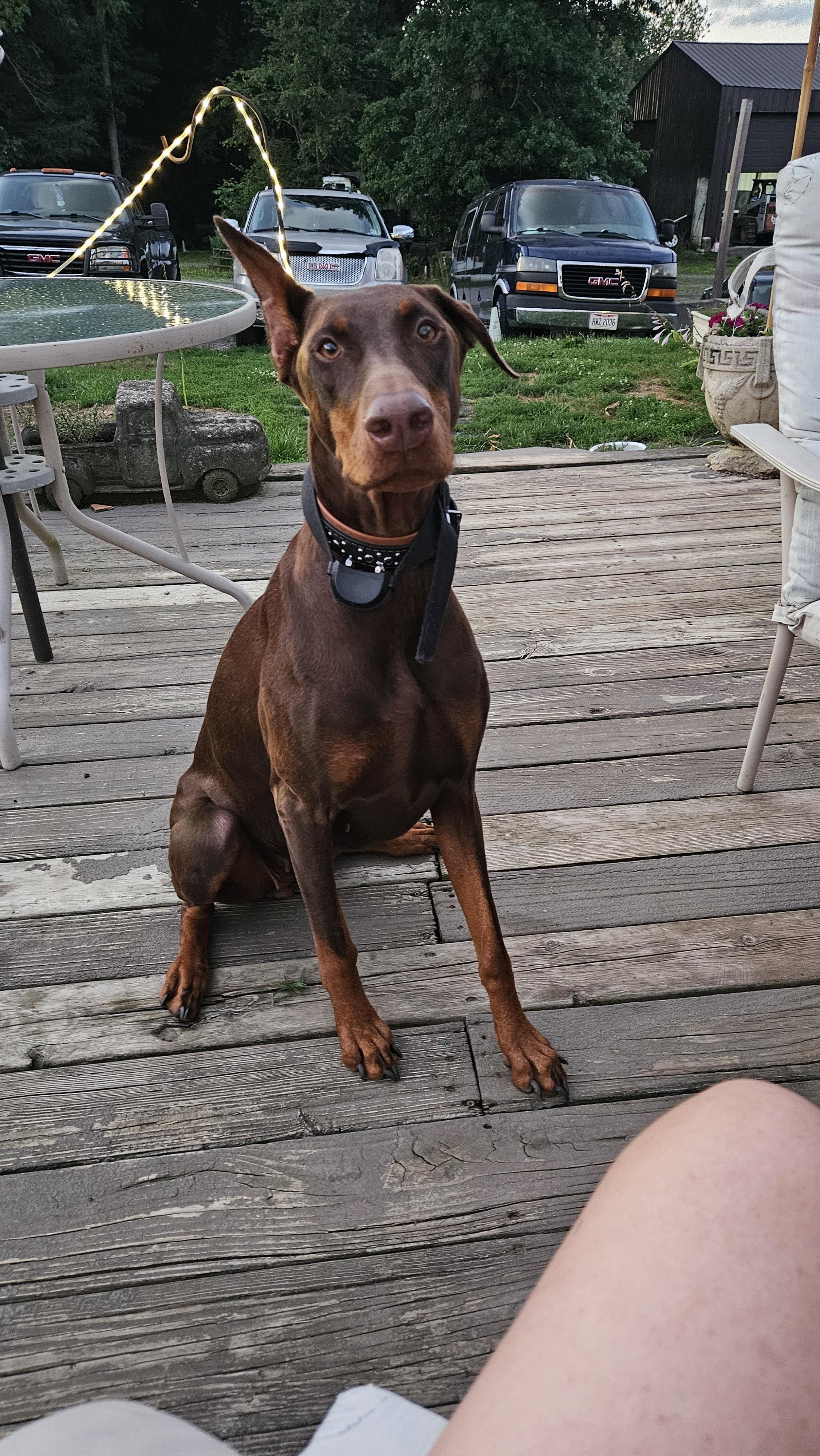 Cinnamon