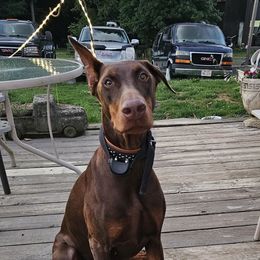 Cinnamon - Doberman Pinscher