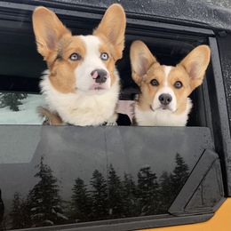 American Corgi Puppies from Patriot American Corgi
