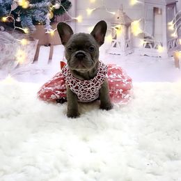 Lilac New Shade Isabella prod. - Liver French Bulldog puppy in Tucson, Arizona from The Origin French Bulldogs