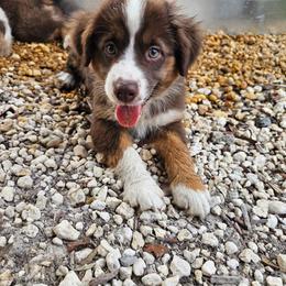 Cherry - Red tri female Miniature Australian Shepherd puppy in Dunnellon, Florida from Ever After Mini Aussies