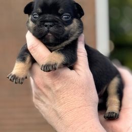Bulldog and French Bulldog Puppies from MamaNette’s Beautibulls