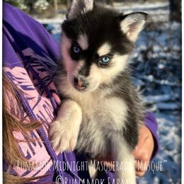 Runamok Midnight Masquerade (aka Masque) - Black and white female Pomsky puppy in St. Maries, Idaho from Runamok Farm