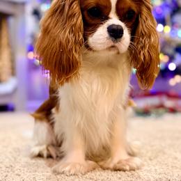 Remi - Blenheim male Cavalier King Charles Spaniel puppy in Port Orchard, Washington from Cavaliers of House Northup