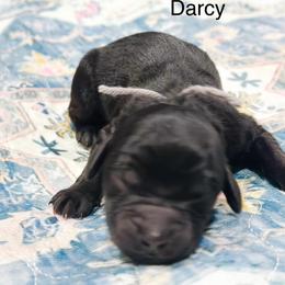 Darcy - Black male Goldendoodle puppy in Pasco, Washington from Camp Doodle Woods
