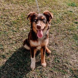 Dally - Australian Shepherd