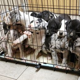 Great Dane Puppies from HCC Great Danes
