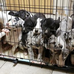 Great Dane Puppies from HCC Great Danes