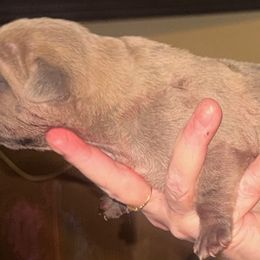 Boy 1 - Fawn male Cane Corso puppy in Gwinnett County, Georgia from Better Than You Cane Corso’s