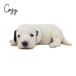 Cozy - Black and white female Bernedoodle puppy in Crawfordsville, Indiana from Winding Creek Ranch Doodles