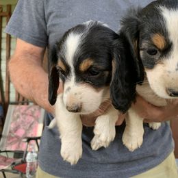 Dachshund Puppies from Linda B’s Dachshunds