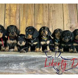 Girl 1 - Black and tan female Dachshund puppy in New Caney, Texas from Liberty Dachs