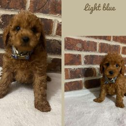 Goldendoodle puppies from Judy's Pups