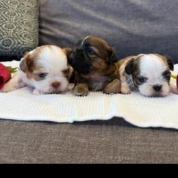 Shih Tzu Puppies from Jenny's Shih Tzus