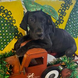 Peaches Peach Collar Girl - Black and white female Great Dane puppy in Wimberley, Texas from Heart of Texas Great Danes