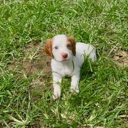 Snow - White and orange female Brittany puppy in Stillwater, Oklahoma from Kennel de Fowler