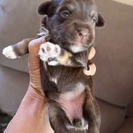 Fantasia - Liver female Miniature Schnauzer puppy in La Mirada, California from SchnauzersRus