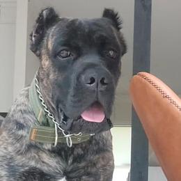 Thanos - Cane Corso puppy from Nephilim Cane Corso