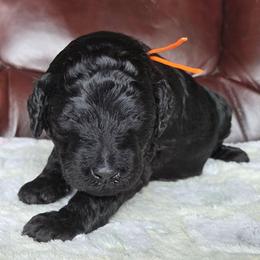 CARBON - Black male Poodle puppy in Aurora, Colorado from Simply Amazing Doodles