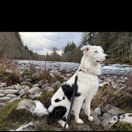 Daisy - Border Collie