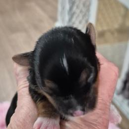Puppy 3 - Parti female Yorkshire Terrier puppy in Newnan, Georgia from Yorkie Tales