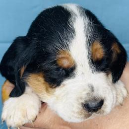 Light Blue - Black white and brown male Basset Hound puppy in Justin, Texas from S&G's Bassets