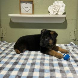 Max - Black and tan male German Shepherd puppy in Stanardsville, Virginia from Majestic K9 LLC