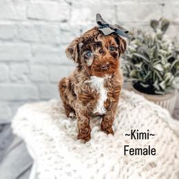 Kimi - Phantom female Poodle puppy in Portage, Utah from Pugsley Poodles