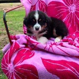 Girl 2 - Black tri-color female Australian Shepherd puppy in Douglas, Georgia from Big Mama’s Beauties