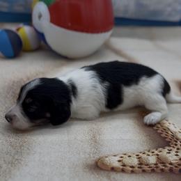 Black and Cream Piebald Longhair Male - Black and cream male Dachshund puppy in Killeen, Texas from Southern Dachshunds