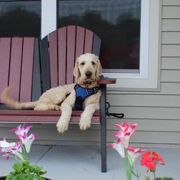 Goldendoodle Puppies from Lu Doodles