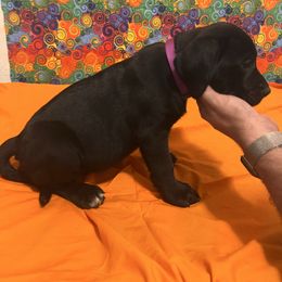 Girl- call name: Panthers - Brindle female Mastiff puppy in Racine, Wisconsin from FrontlineK9 Boarding & Training LLC