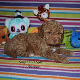 Gloria - Red female Cockapoo puppy in Hopkins, South Carolina from Sugar and Spice Cockapoos