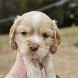 Cocker Spaniel Puppies from Susanna's Cockers