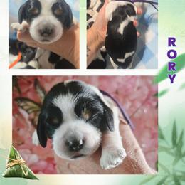 Rory - Black and white female English Springer Spaniel puppy in Saginaw, Michigan from Kemerer Springers