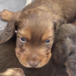 Mousse - Chocolate and tan male Dachshund puppy in Trenton, Florida from Tweenie Weenie Dachshunds