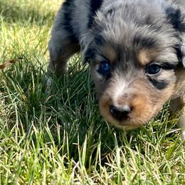 Australian Shepherd, Miniature Australian Shepherd, and Toy Australian Shepherd Puppies from V5 Mini Aussies