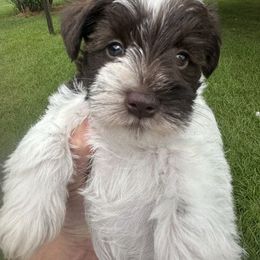 Goji - Parti male Miniature Schnauzer puppy in Commerce, Georgia from The Greys