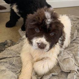 Golden Retrievers and Newfoundlands from Horner Newfoundlands and Golden Retrievers