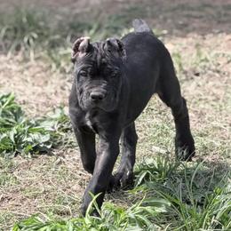 Magenta - Black female Cane Corso puppy in Stilwell, Oklahoma from Killing Joke Kennels