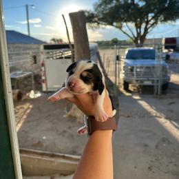 Girl 1 - Black and white female Basset Hound puppy in Las Animas, Colorado from J&D Dachsies