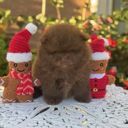 Bear - Chocolate male Pomeranian puppy in Stockton, California from lunas_poms