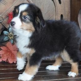 Black Tri Most Copper - Black tri female Miniature Australian Shepherd puppy in Lawton, Oklahoma from Lindsey’s Aussies