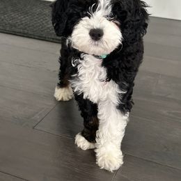 Bernedoodle, Cockapoo, and Goldendoodle Puppies from Danie’s Darling Doodles LLC
