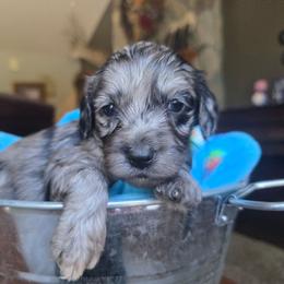 Zoey - Merle female Cavapoo puppy in Blackfoot, Idaho from Draper Mountain Doodles
