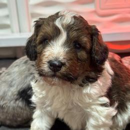 Cowboy - Brown and white male Bernedoodle puppy in Petersburg, Michigan from Brittany’s Mini Bernedoodles
